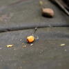 NASH TACKLE CARLIG CHOD TWISTER  NR.6